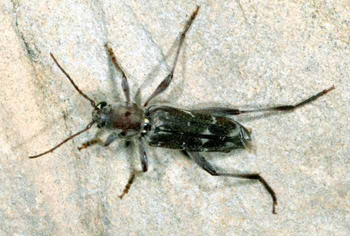 Xylotrechus stebbingi